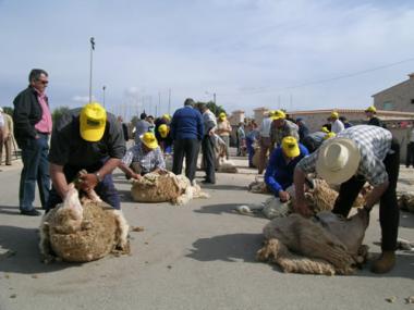 Una cinquantena de tonedors i un centenar d’ovelles participaran, diumenge 2 de maig, a la Festa des Tondre Es Llombards