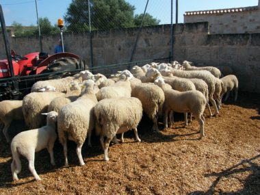 Fotografies de la Festa des Tondre Es Llombards