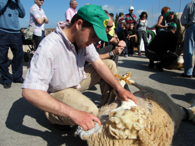 Fotografies de la Festa des Tondre Es Llombards