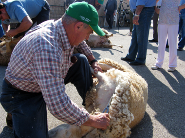 Fotografies de la Festa des Tondre Es Llombards