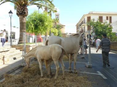 Calonge celebra amb èxit la quarta edició de sa Fira