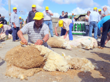 Es Llombards celebra la tradicional Festa des Tondre el proper diumenge 5 de maig