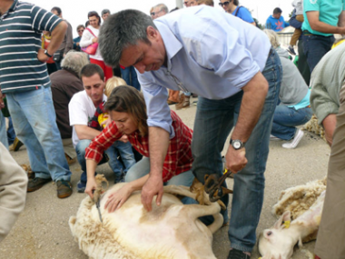 Una vintena de tonedors participen a la tradicional Festa des Tondre a n’es Llombards que enguany celebra la 13ena edició 