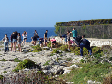 Felanitx i Santanyí col•laboren amb l’eradicació de la planta invasora “Carpobrotus edulis” des de Cala Ferrera fins a Cala Esmaragda