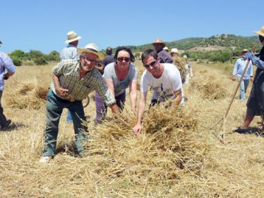 Alqueria Blanca va organitzar una mostra de l’antic ofici del segar amb una cinquantena de persones del poble