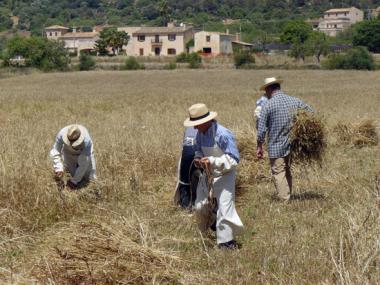 Alqueria Blanca va organitzar una mostra de l’antic ofici del segar amb una cinquantena de persones del poble