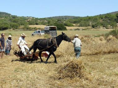 Alqueria Blanca va organitzar una mostra de l’antic ofici del segar amb una cinquantena de persones del poble