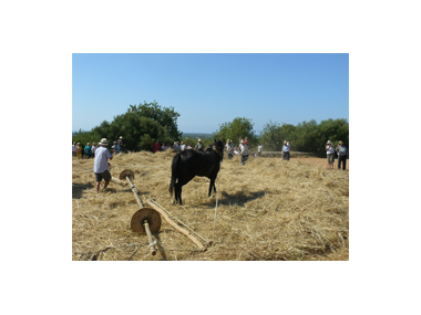 Alqueria Blanca celebra amb molt d’èxit la seva I Fira des segar i es batre