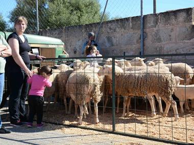 UN ANY MÉS ARRIBA L'HORA DE TONDRE LES OVELLES A ES LLOMBARDS