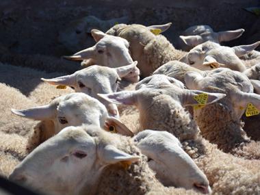 UN ANY MÉS ARRIBA L'HORA DE TONDRE LES OVELLES A ES LLOMBARDS
