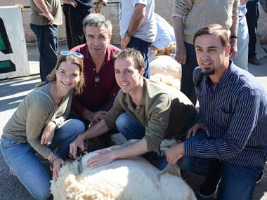 UN ANY MÉS ARRIBA L'HORA DE TONDRE LES OVELLES A ES LLOMBARDS