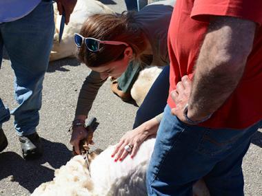 UN ANY MÉS ARRIBA L'HORA DE TONDRE LES OVELLES A ES LLOMBARDS