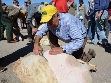 UN ANY MÉS ARRIBA L'HORA DE TONDRE LES OVELLES A ES LLOMBARDS