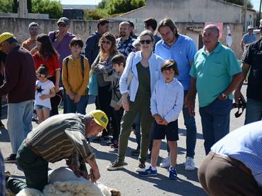 UN ANY MÉS ARRIBA L'HORA DE TONDRE LES OVELLES A ES LLOMBARDS