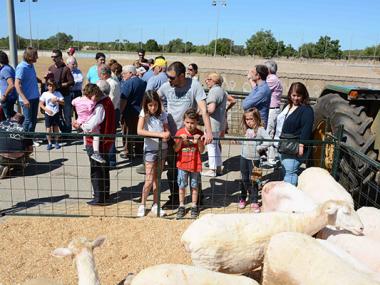 UN ANY MÉS ARRIBA L'HORA DE TONDRE LES OVELLES A ES LLOMBARDS
