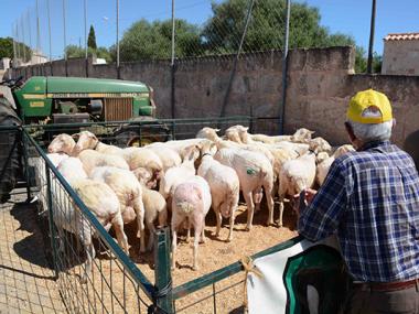 UN ANY MÉS ARRIBA L'HORA DE TONDRE LES OVELLES A ES LLOMBARDS