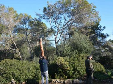 Els caçadors de Santanyí fan una batuda per eliminar bosses de processionària