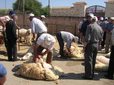 Gran èxit de  la Festa Des Tondre a n’es Llombards
