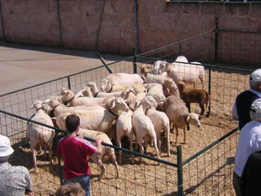 Gran èxit de  la Festa Des Tondre a n’es Llombards
