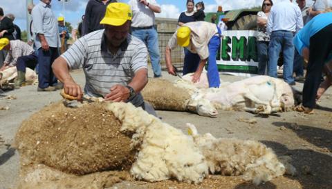 La tradicional Festa des Tondre convertí Es Llombards en la capital de la pagesia mallorquina