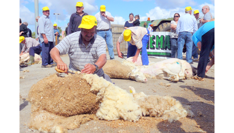 Es Llombards celebra la tradicional Festa des Tondre el proper diumenge 5 de maig