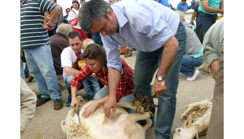 Una vintena de tonedors participen a la tradicional Festa des Tondre a n’es Llombards que enguany celebra la 13ena edició 