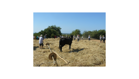 Alqueria Blanca celebra amb molt d’èxit la seva I Fira des segar i es batre