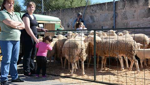 UN ANY MÉS ARRIBA L'HORA DE TONDRE LES OVELLES A ES LLOMBARDS