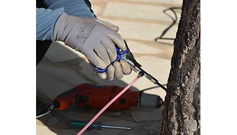 Santanyí combat la processionària del pi amb un sistema d’endoteràpia