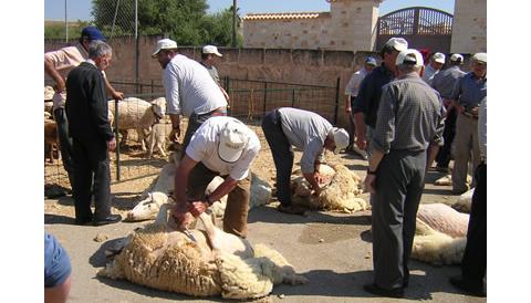 Gran èxit de  la Festa Des Tondre a n’es Llombards